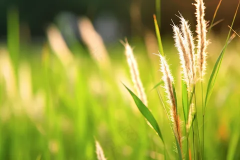 芦苇绿叶子摄影图
