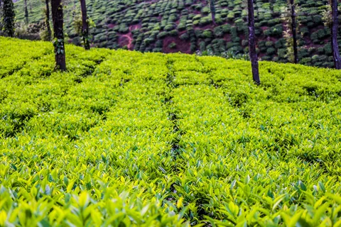 户外茶叶茶园 户外茶叶茶园