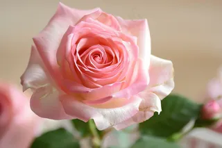 玫瑰花鲜花花朵摄影图