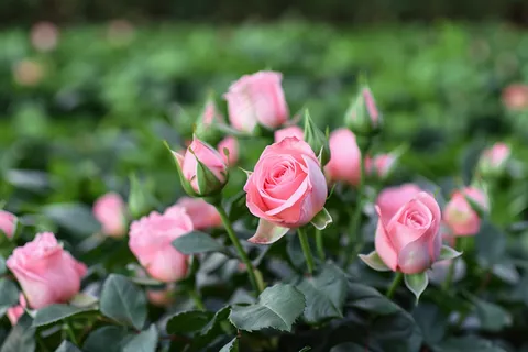 玫瑰花鲜花花朵摄影图