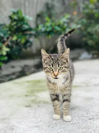 猫咪小猫动物