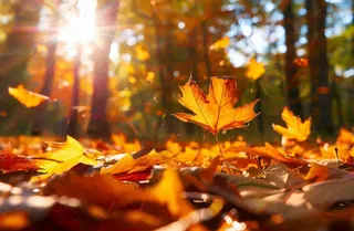 秋天森林的落叶金黄阳光透过树叶温暖秋分立秋处暑摄影图