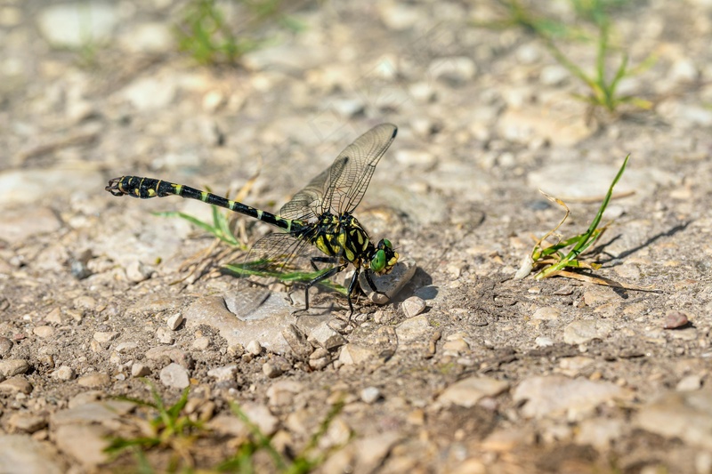 阳光照耀下的黄色蜻蜓停歇在灰色石子路上