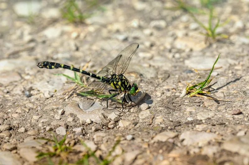 阳光照耀下的黄色蜻蜓停歇在灰色石子路上