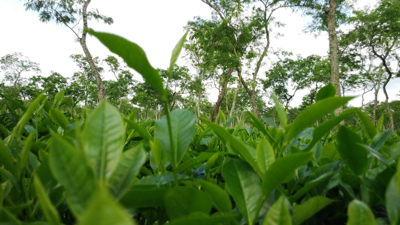 户外茶园茶叶