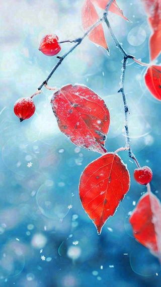 红叶上的白霜白雪秋冬霜降寒露立冬摄影图