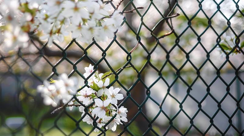 春天围墙上的白花花朵梨花摄影图