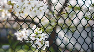 春天围墙上的白花花朵梨花摄影图
