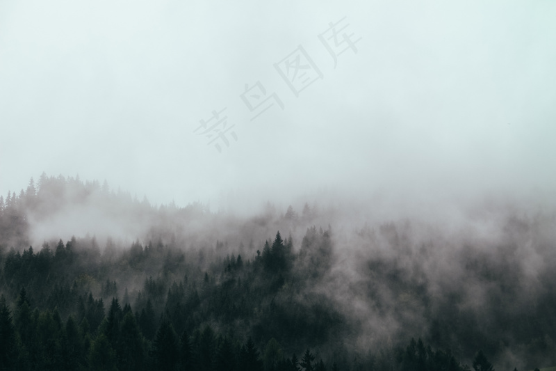 云雾森林图片