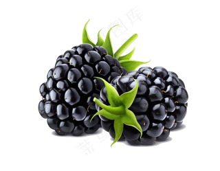 桑椹免抠图