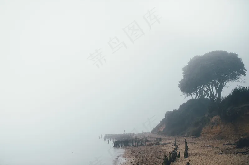 云雾森林图片