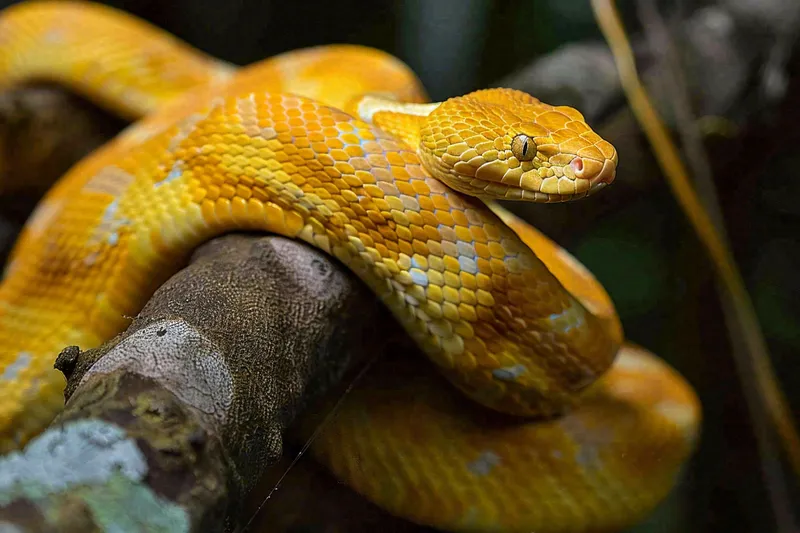 蛇盘踞在树枝上吐舌头爬行动物摄影图(4032x2688)