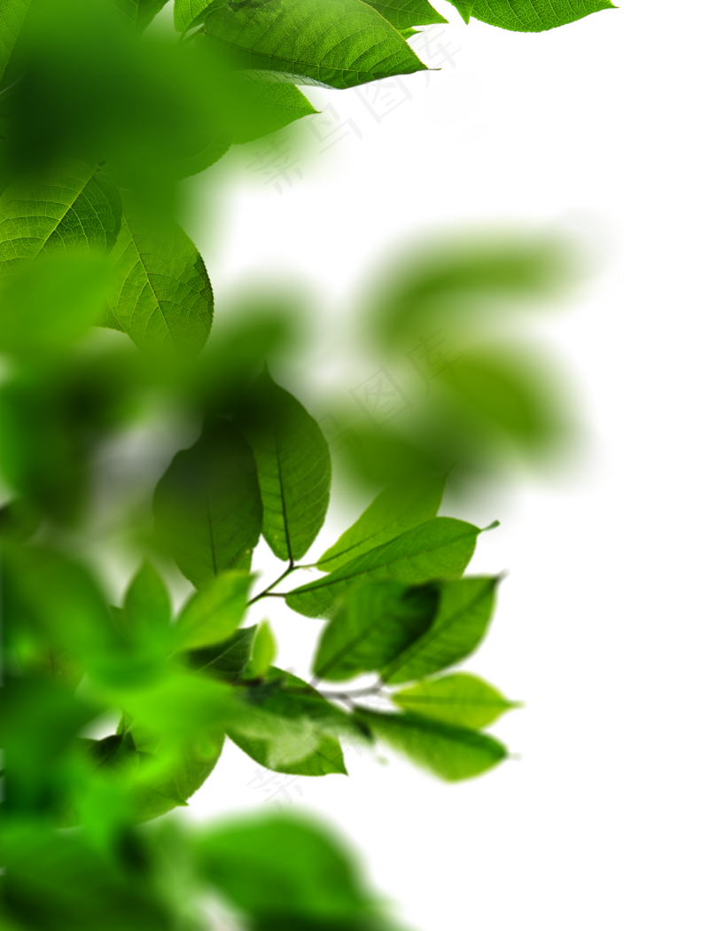 绿色叶子免抠装饰图