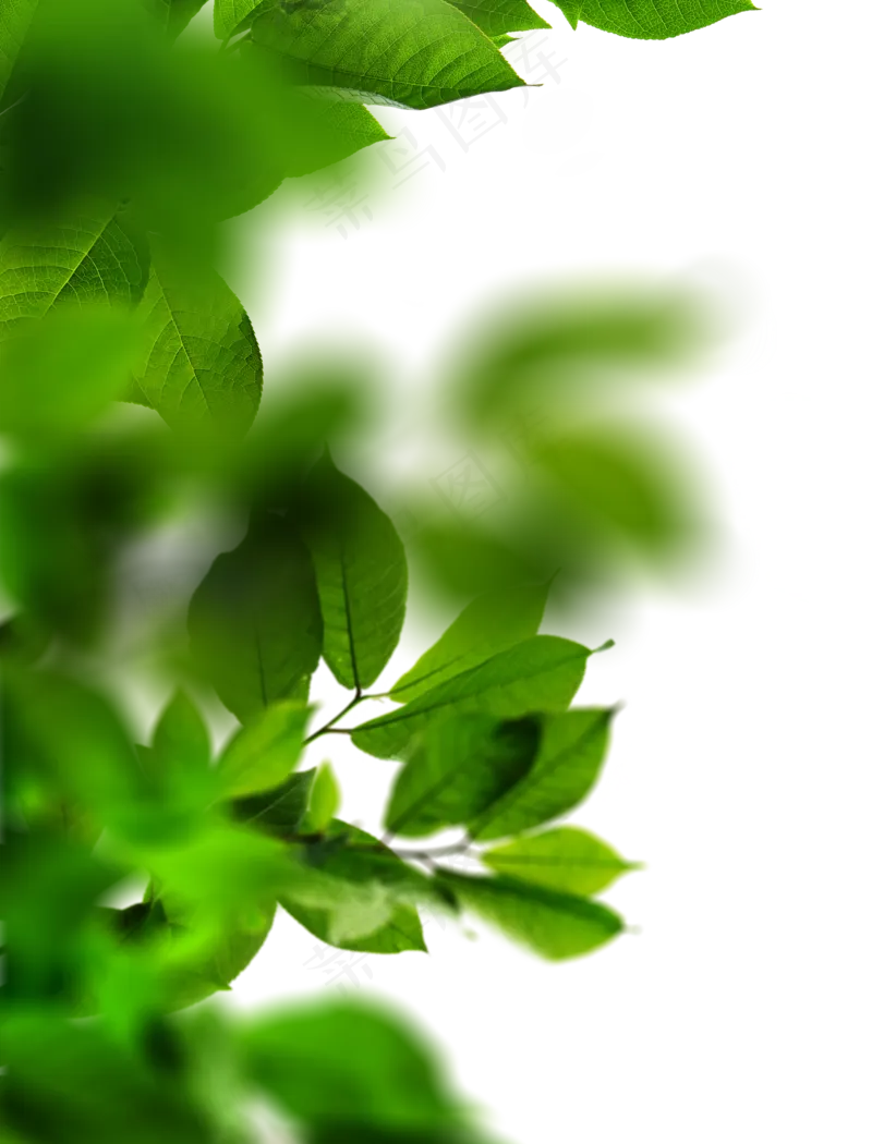 绿色叶子免抠装饰图