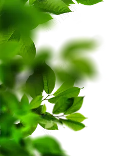 绿色叶子免抠装饰图