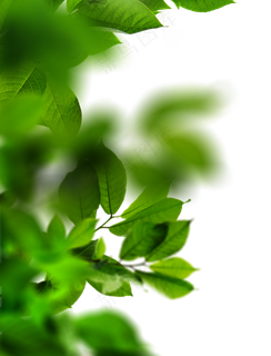 绿色叶子免抠装饰图 绿色叶子免抠装饰图