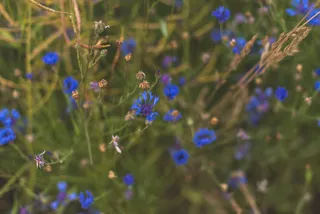 花海森林图片 高清 摄影 自然 风景