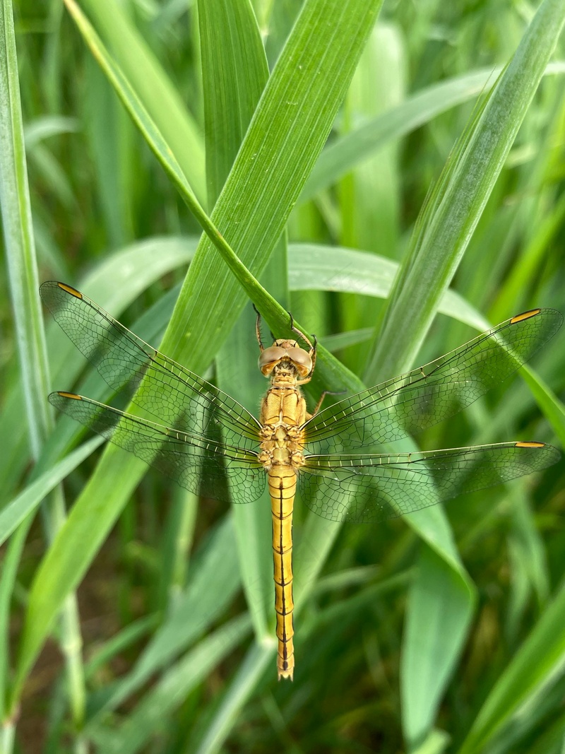 趴在叶子上的蜻蜓