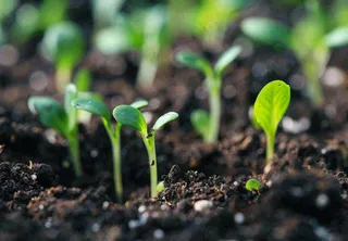 春天抽新芽发芽黑土地立春惊蛰摄影图