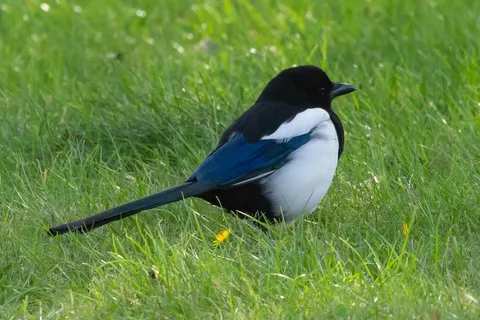 户外喜鹊鸟类生物