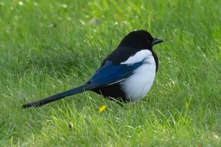 户外喜鹊鸟类生物