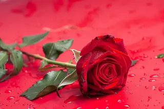 玫瑰花鲜花花朵摄影图