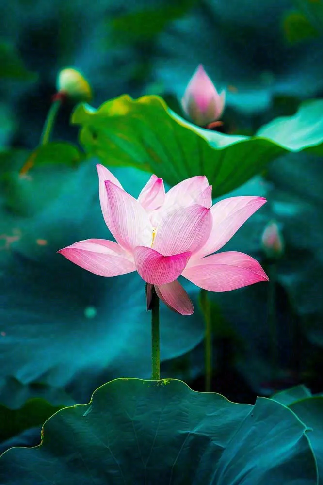 夏日池塘荷花盛开清凉唯美翠绿摄影图(896x1344)