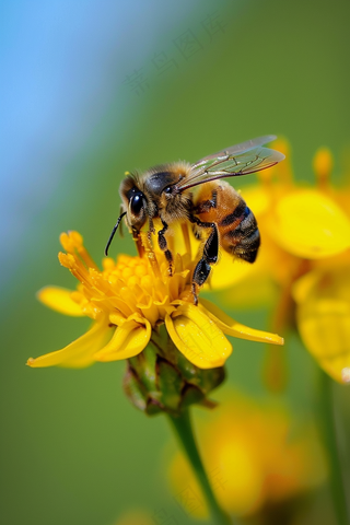 蜜蜂采蜜黄色花朵春天摄影图