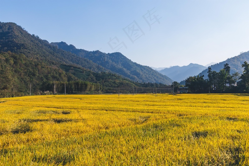 稻田稻穗图片