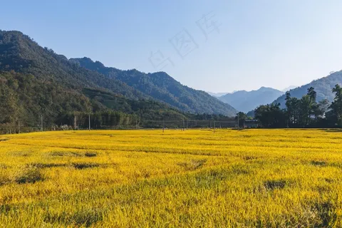 稻田稻穗图片 稻田稻穗图片