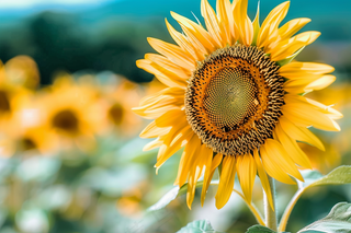 向日葵向阳生长鲜花摄影图