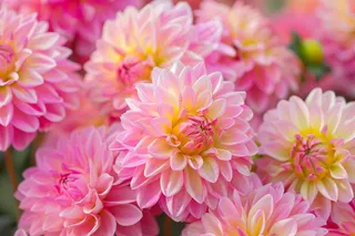 粉色菊花花束鲜花摄影图