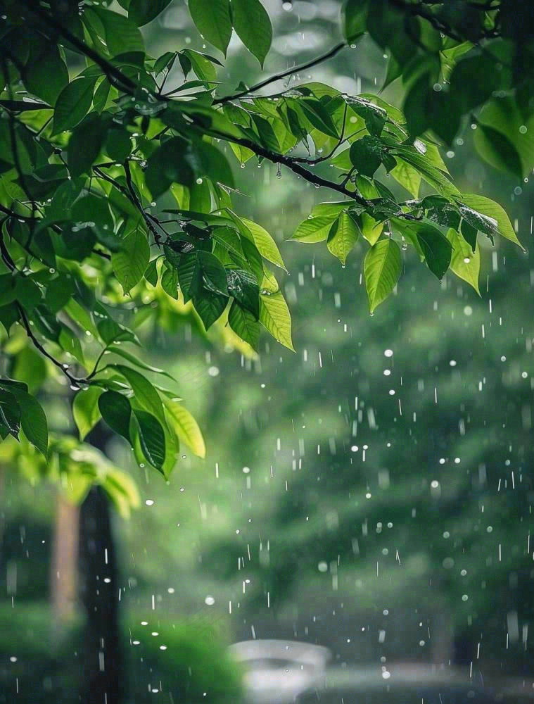 下雨天的公园大树下雨滴雨水谷雨梅雨季摄影图(960x1264)