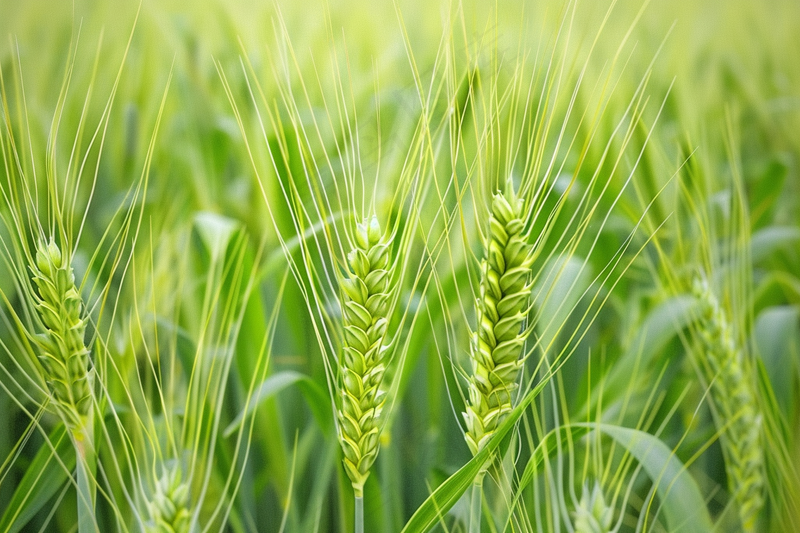 绿色小麦麦穗小满芒种摄影图