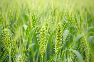 绿色小麦麦穗小满芒种摄影图