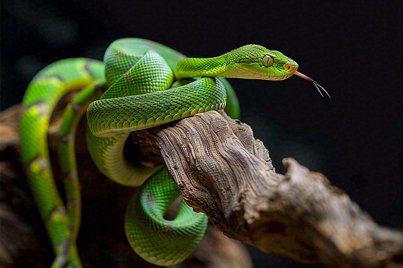 蛇青蛇绿色爬行动物毒蛇摄影图