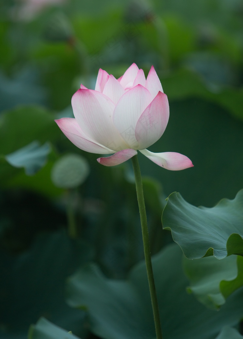 一吃独秀粉白的莲花