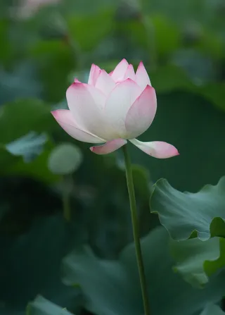 一吃独秀粉白的莲花