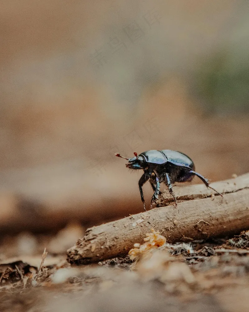 小树枝上的黑色甲壳虫