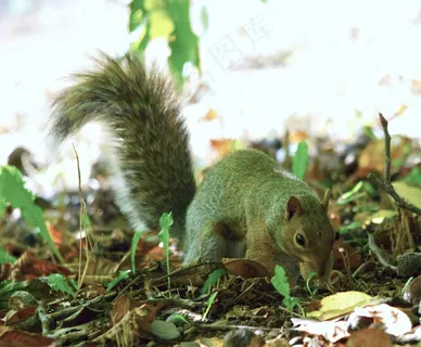 森林松鼠动物