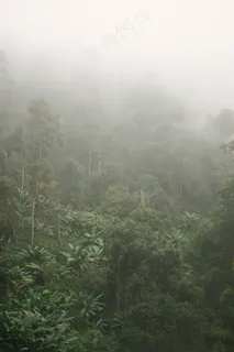 云雾森林图片