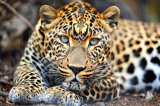 猎豹趴着休息的动物保护动物摄影图