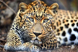 猎豹趴着休息的动物保护动物摄影图