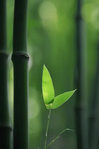 春夏竹林绿色清凉摄影图