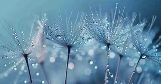 白色蒲公英上的露水白露摄影图