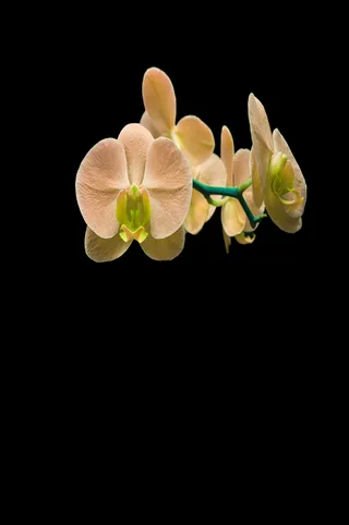 黄色蝴蝶兰——免抠