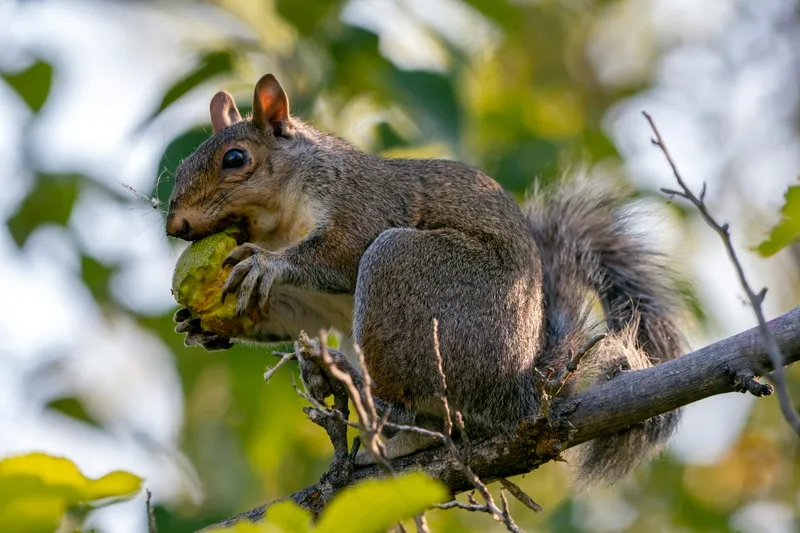 户外可爱松鼠动物