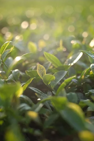 户外茶园茶叶