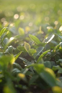 户外茶园茶叶 户外茶园茶叶