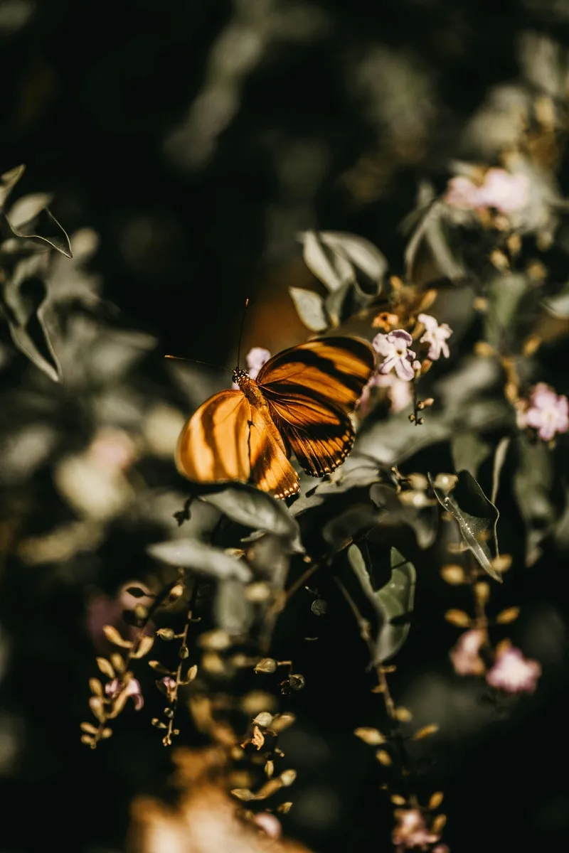 阳光下的蝴蝶与花丛